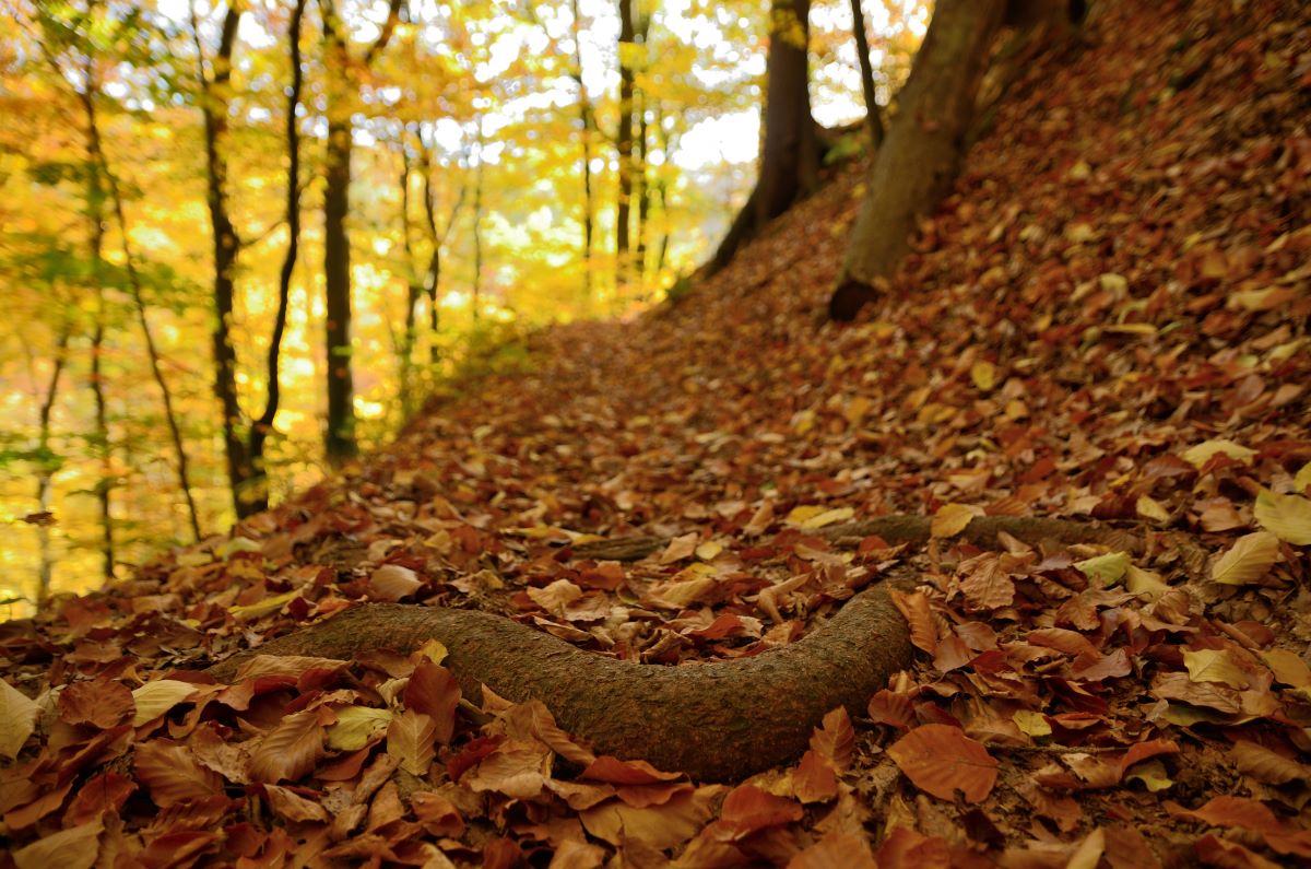 DSC_7406_00001n.jpg