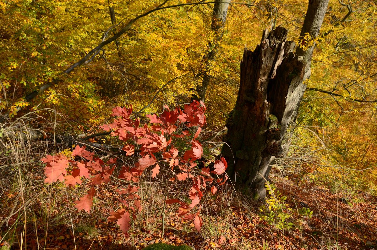 DSC_7423_00001n.jpg
