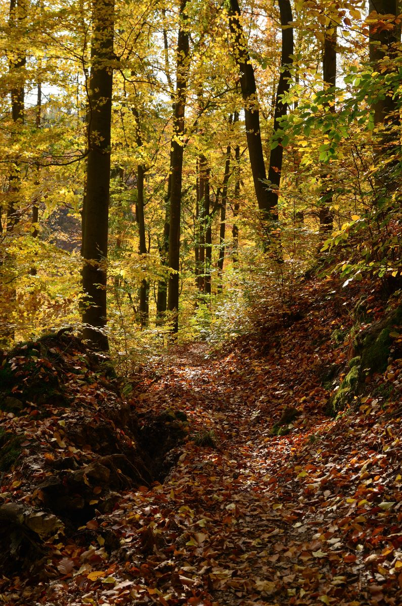 DSC_7446_00001n.jpg