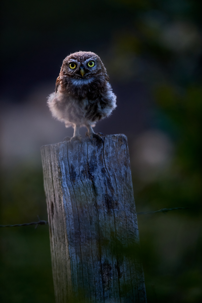 DSC_7461 2.jpg
