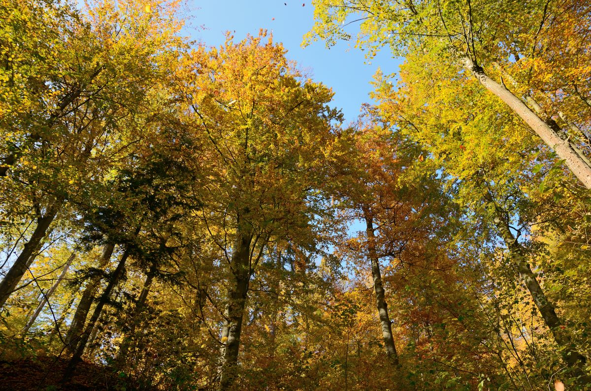 DSC_7468_00001n.jpg