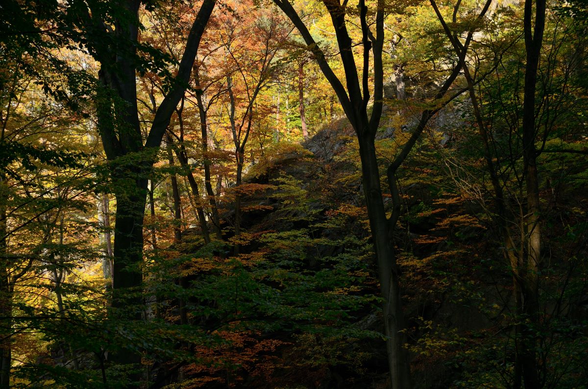DSC_7486_00001n.jpg