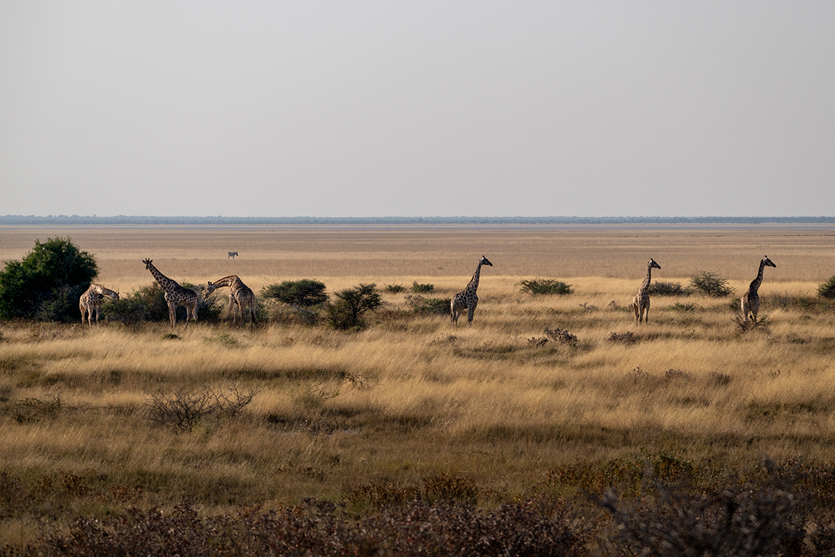 DSC_7525.jpg