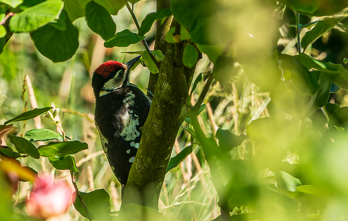 DSC_7669.jpg