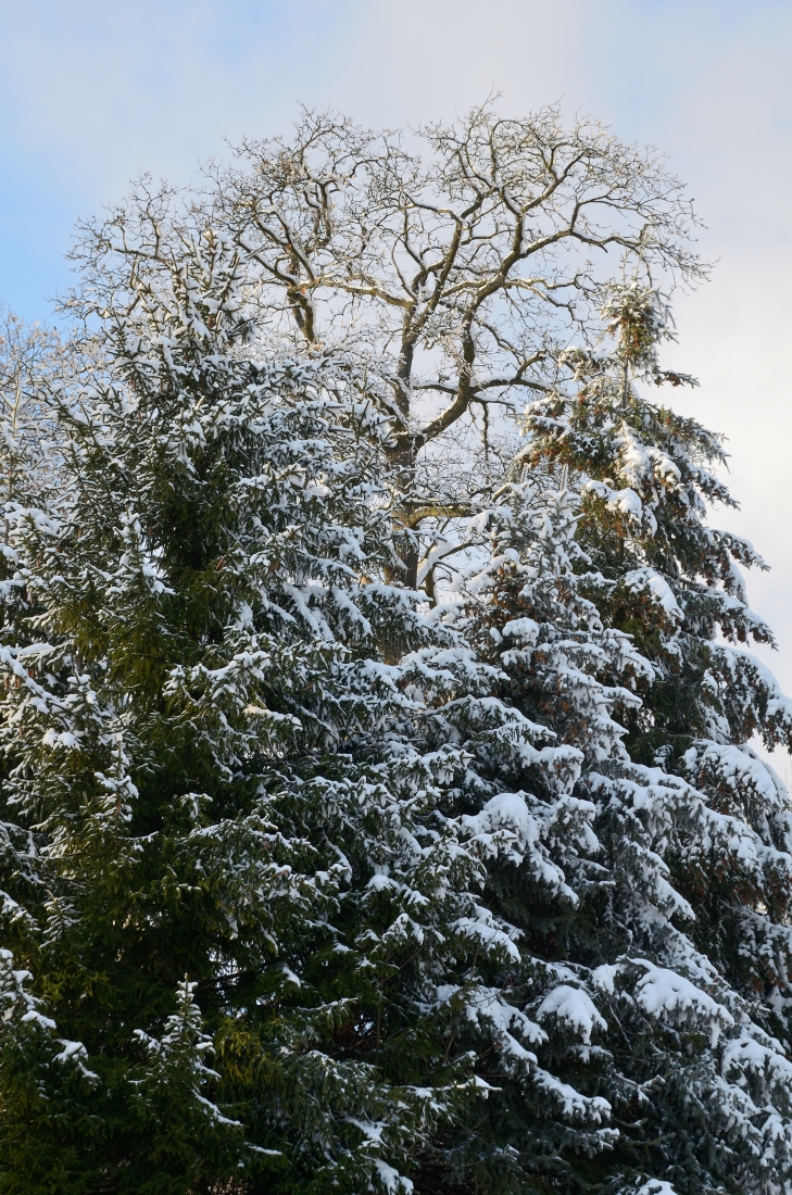 DSC_7729_00001n1.jpg