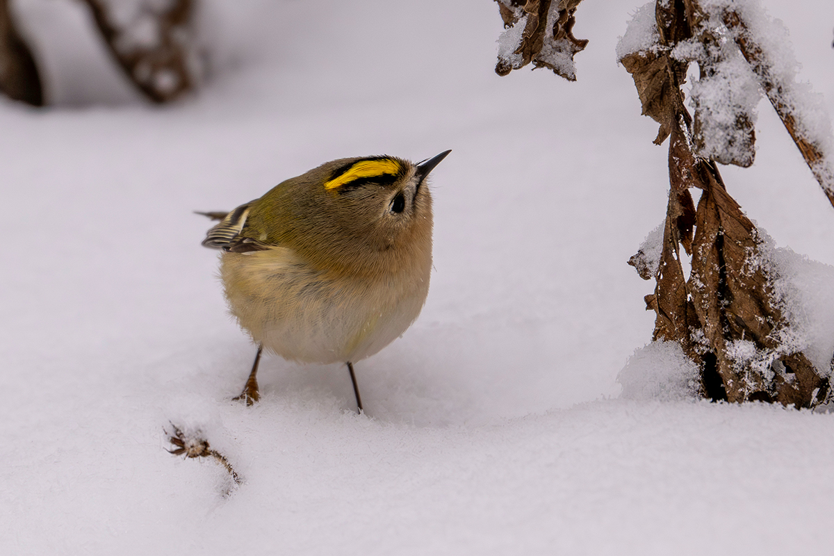 DSC_7756.jpg