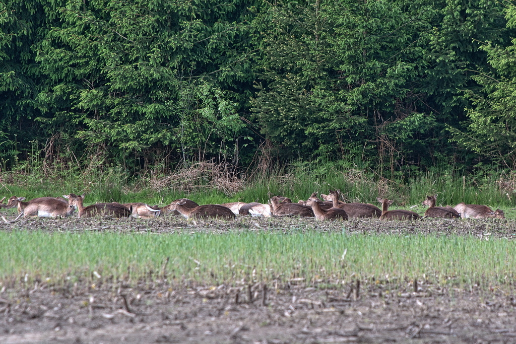 DSC_7802.jpg