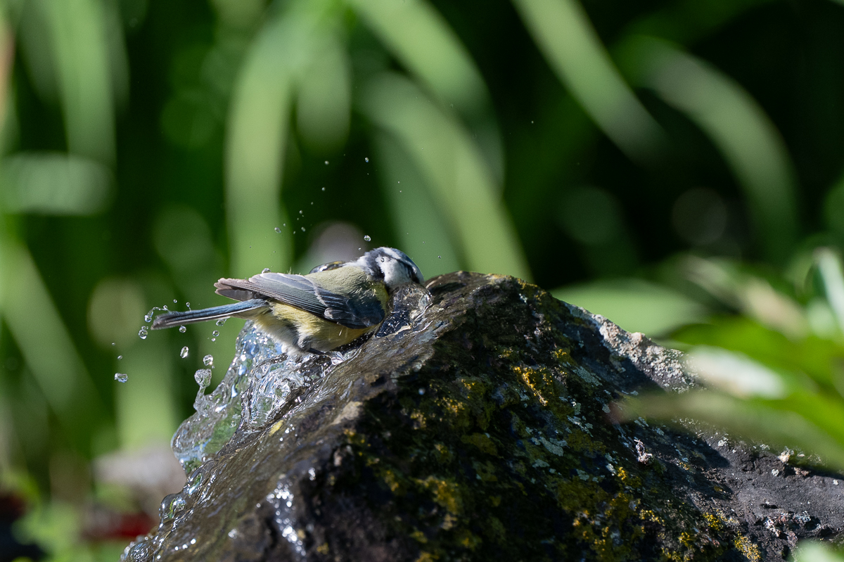 DSC_7817.jpg