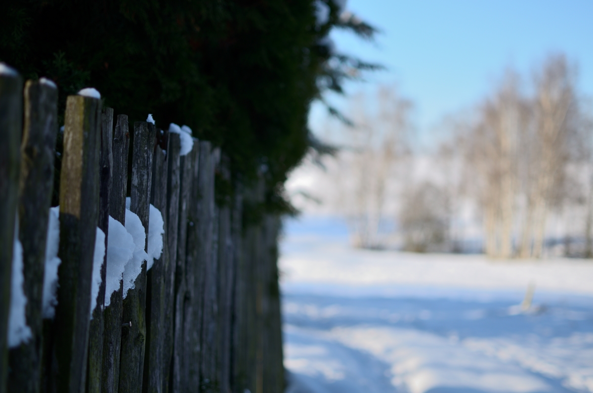 DSC_7931_00001n.jpg