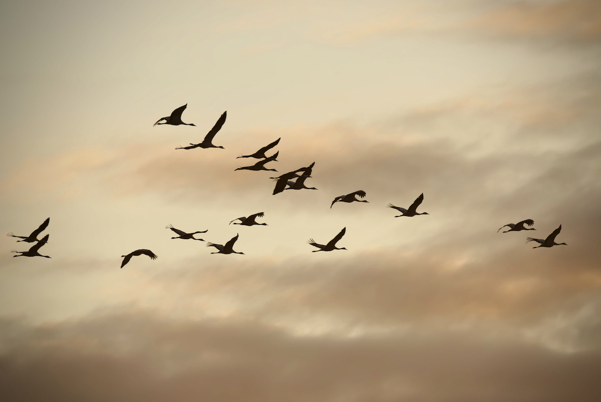 DSC_7945.jpeg
