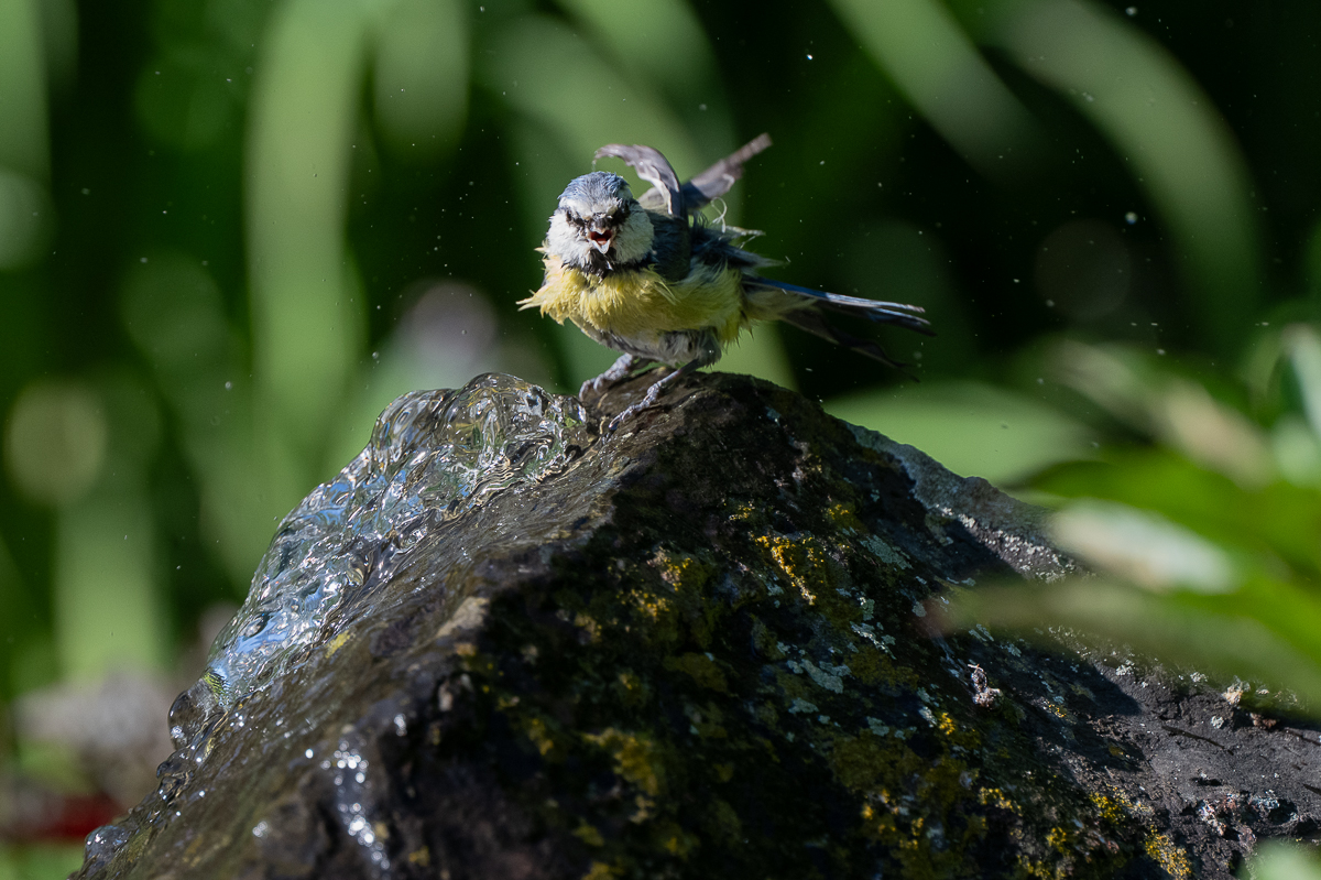 DSC_7980.jpg