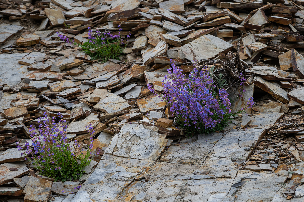 DSC_8018.jpg