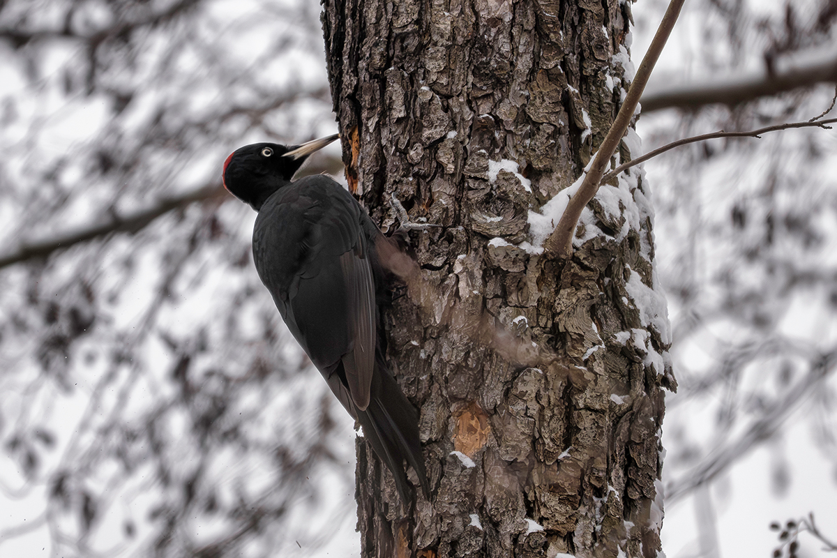 DSC_8153.jpg