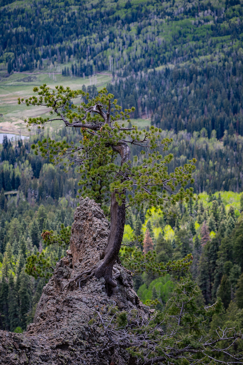 DSC_8214.jpg