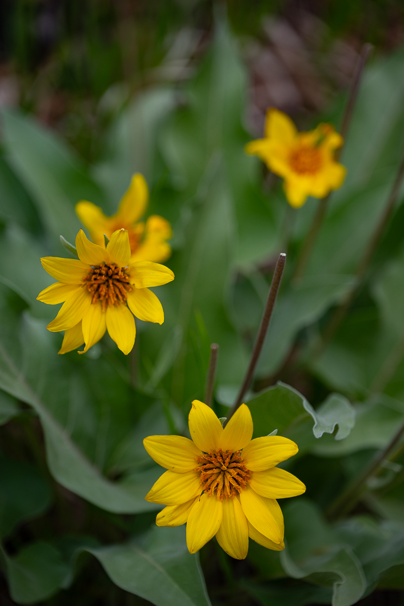 DSC_8223.jpg