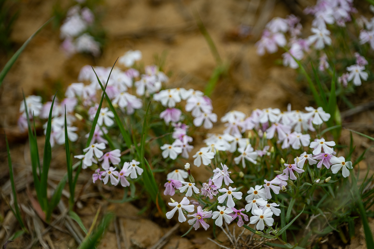 DSC_8227.jpg