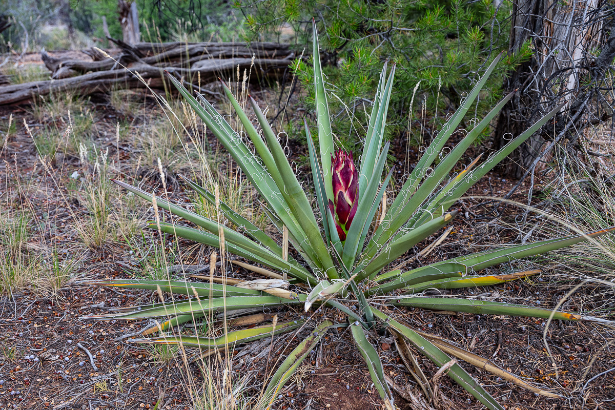 DSC_8236.jpg