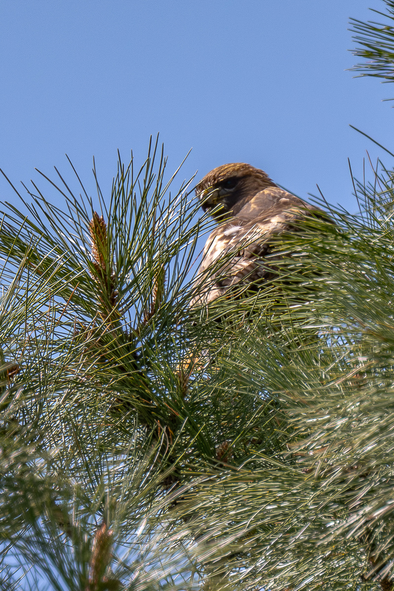 DSC_8281-Verbessert-RR.jpg
