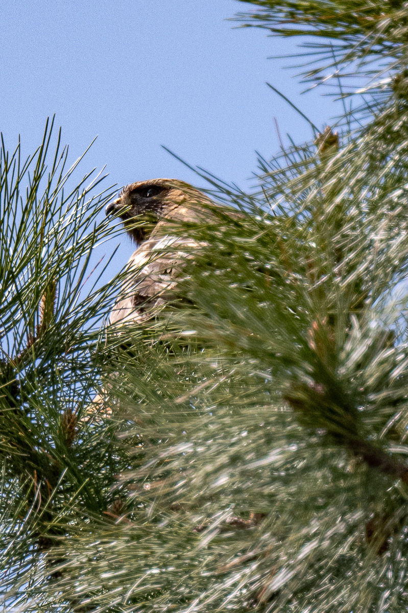 DSC_8287.jpg