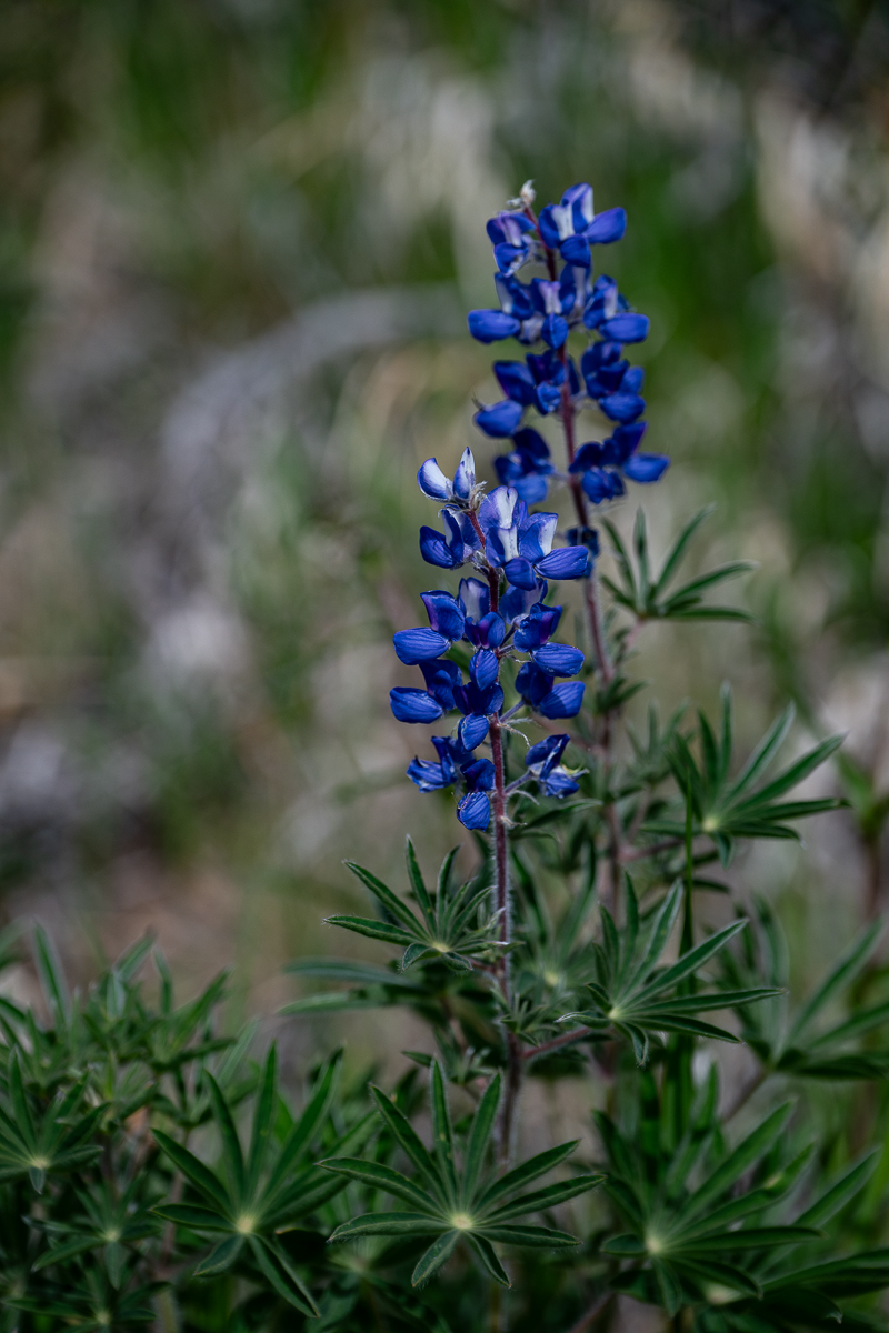 DSC_8510.jpg