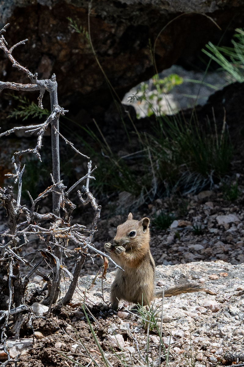 DSC_8515.jpg