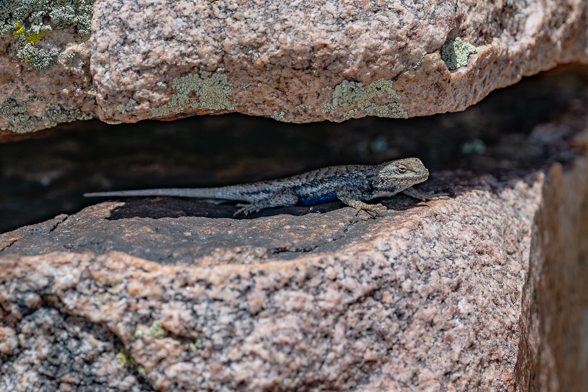 DSC_8537-Verbessert-RR.jpg