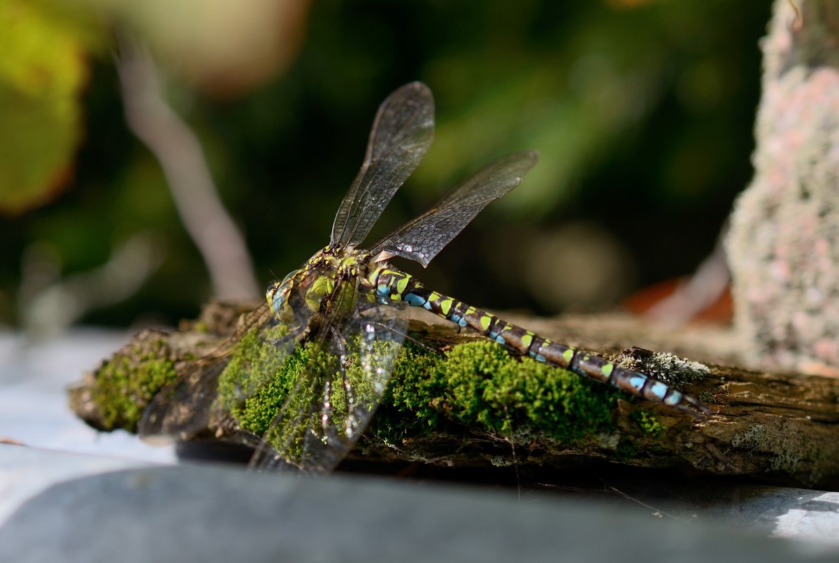 DSC_8539_00001 (2)n.jpg