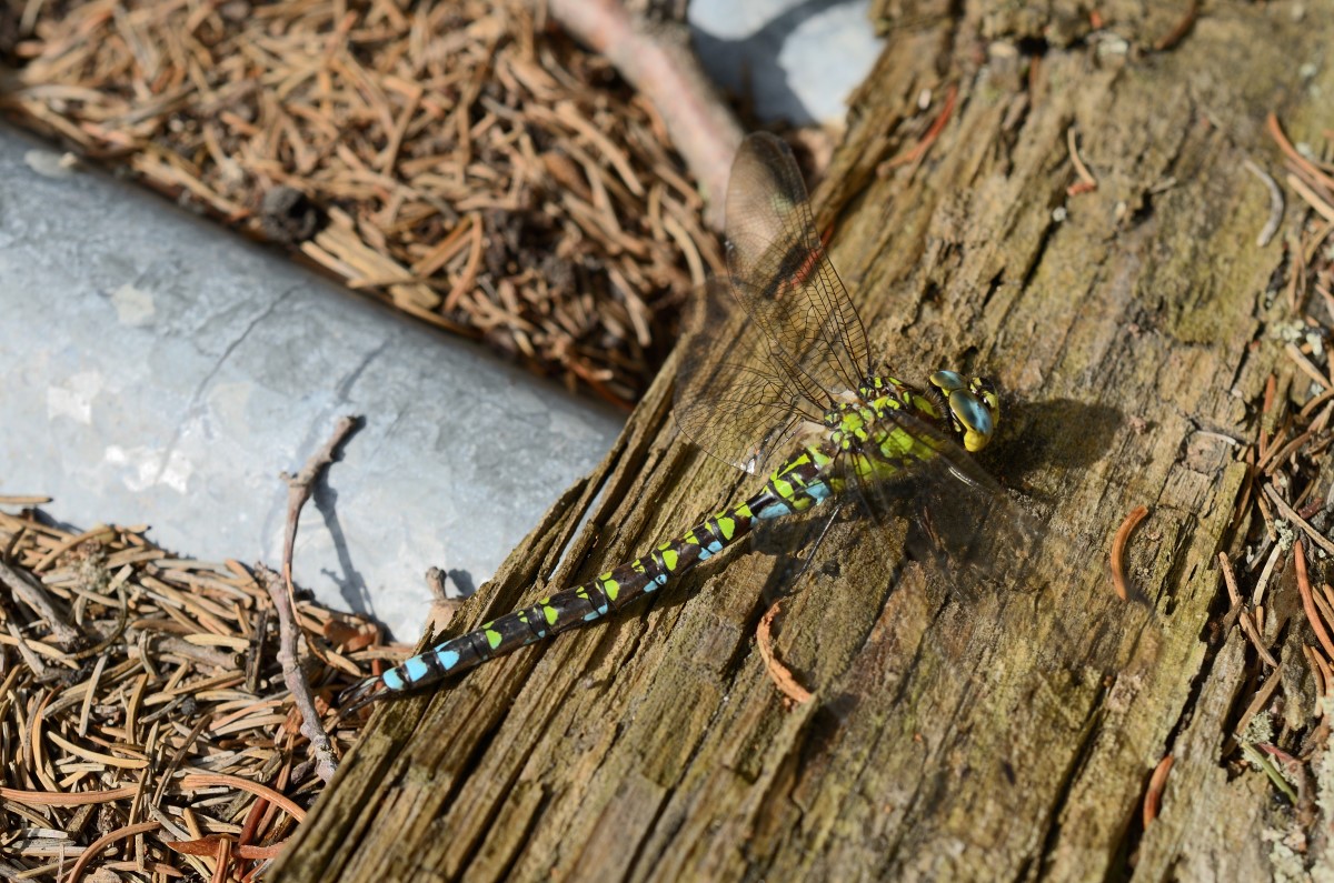 DSC_8543_00001n.jpg