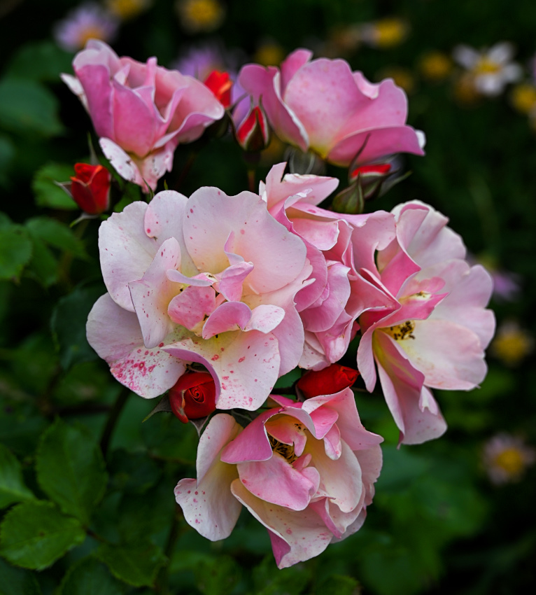 DSC_8649.jpg