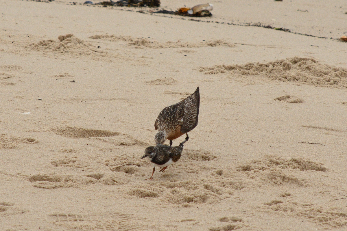 DSC_8692_01.JPG