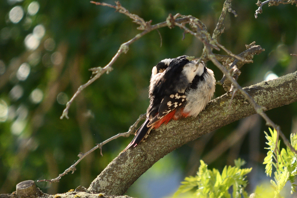 DSC_8831.JPG