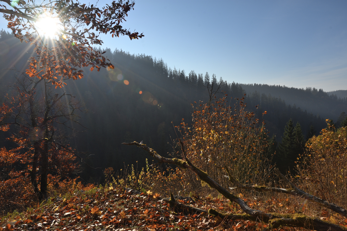 DSC_9153.JPG