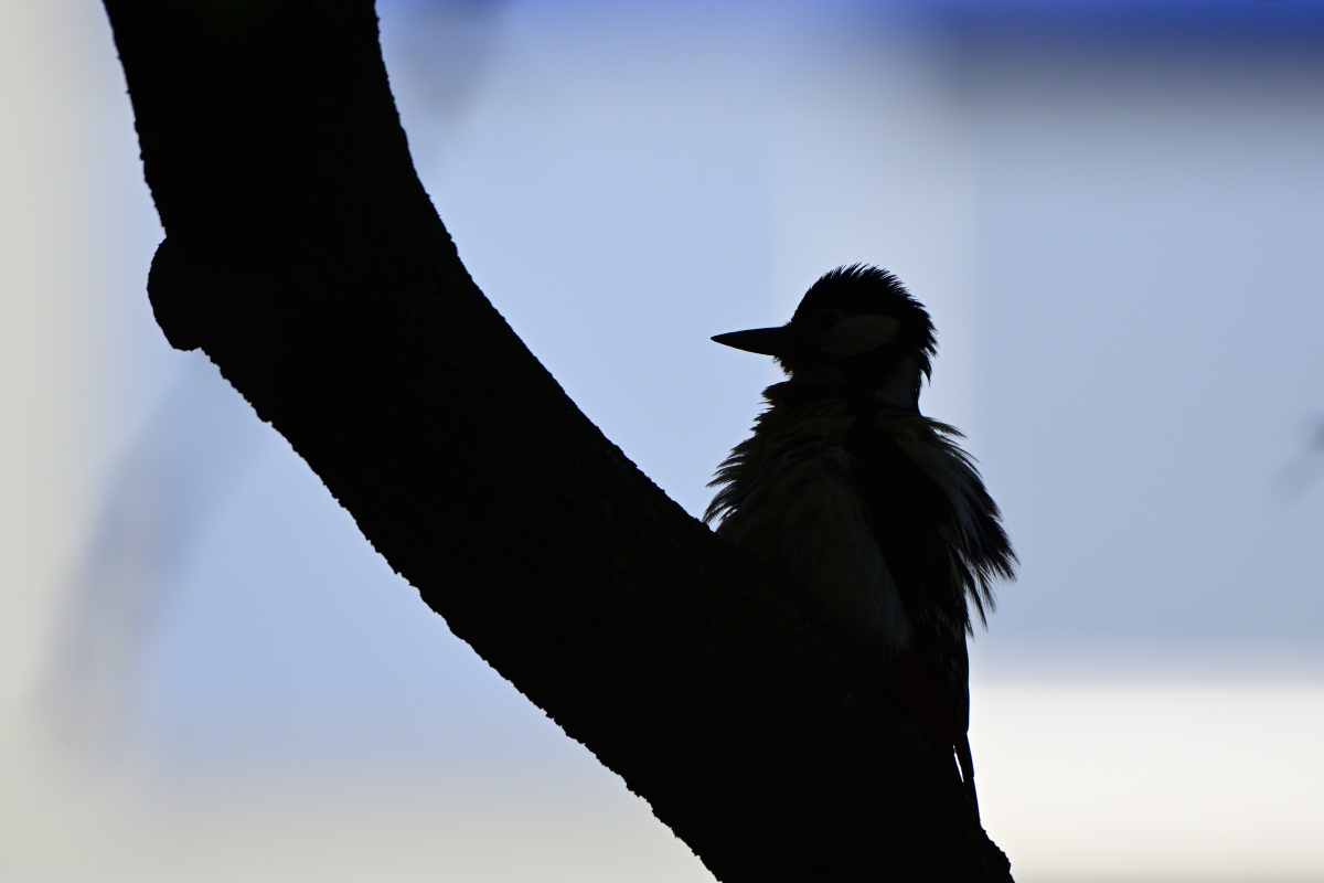 DSC_9189.JPG