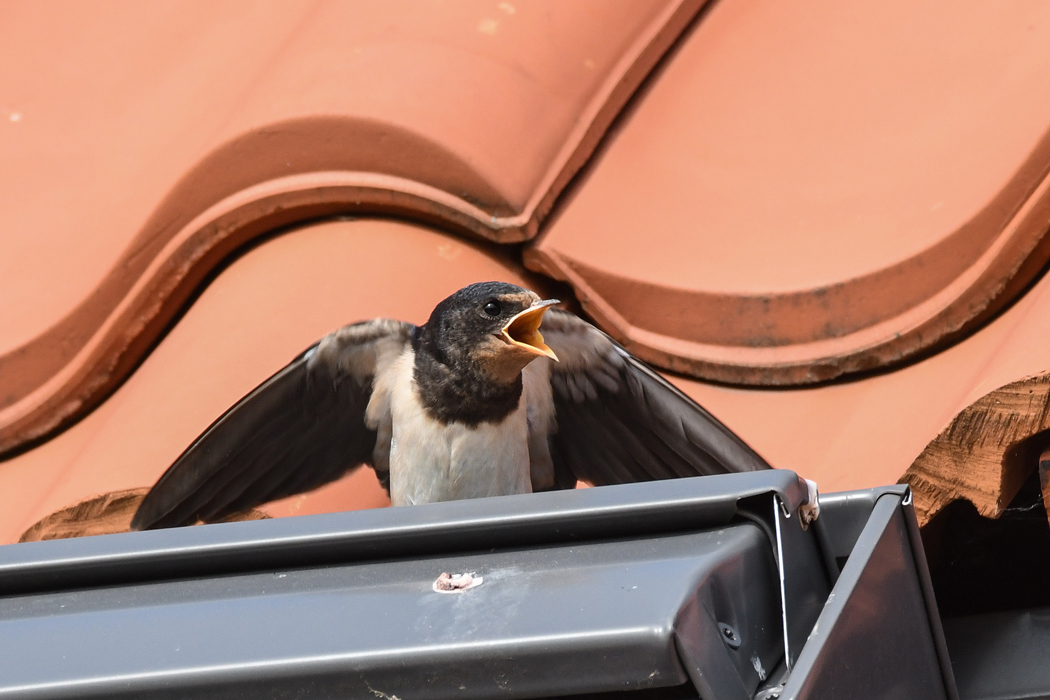 DSC_9204.jpg