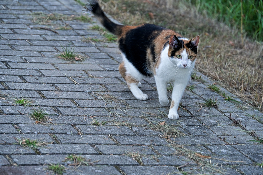 DSC_9247.jpg