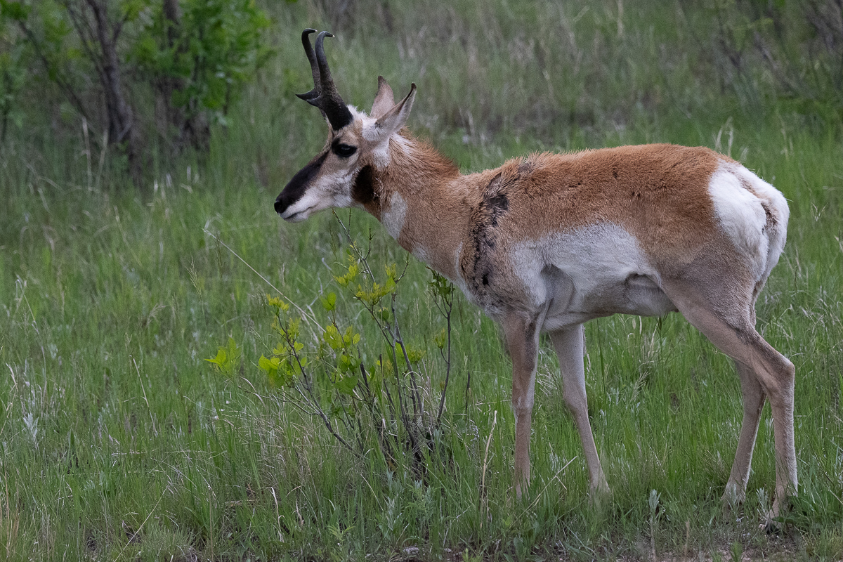 DSC_9301.jpg