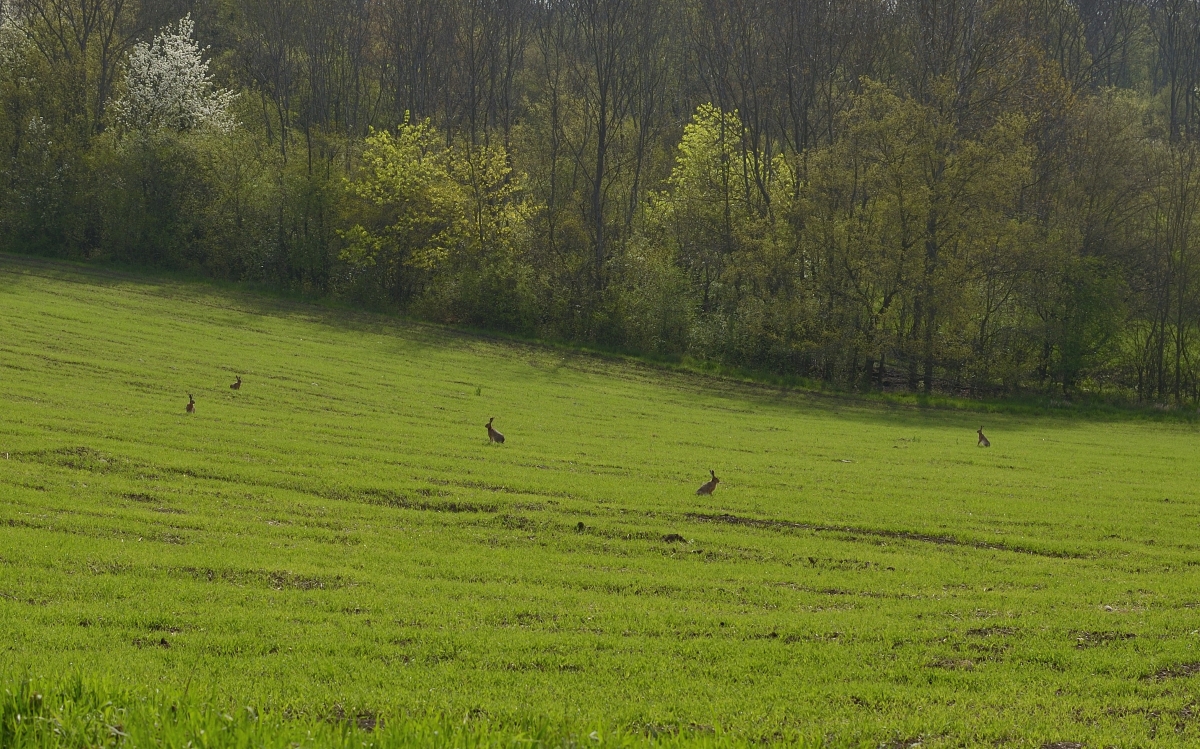 DSC_9313_00001 (2)n.jpg