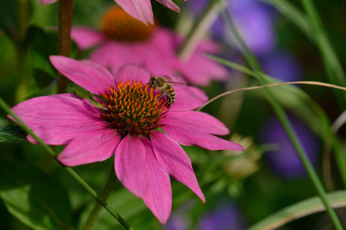 DSC_9316a.jpg