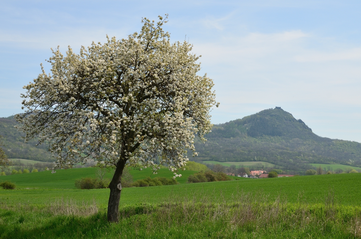 DSC_9325_00001_01n.jpg