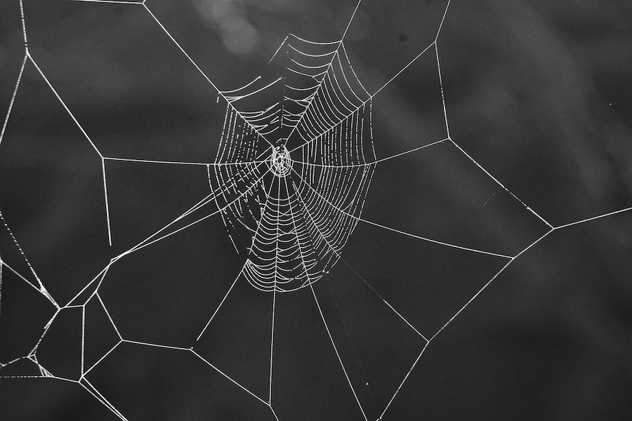 DSC_9331.jpeg