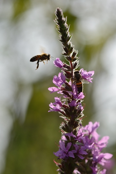 DSC_9358a.jpg