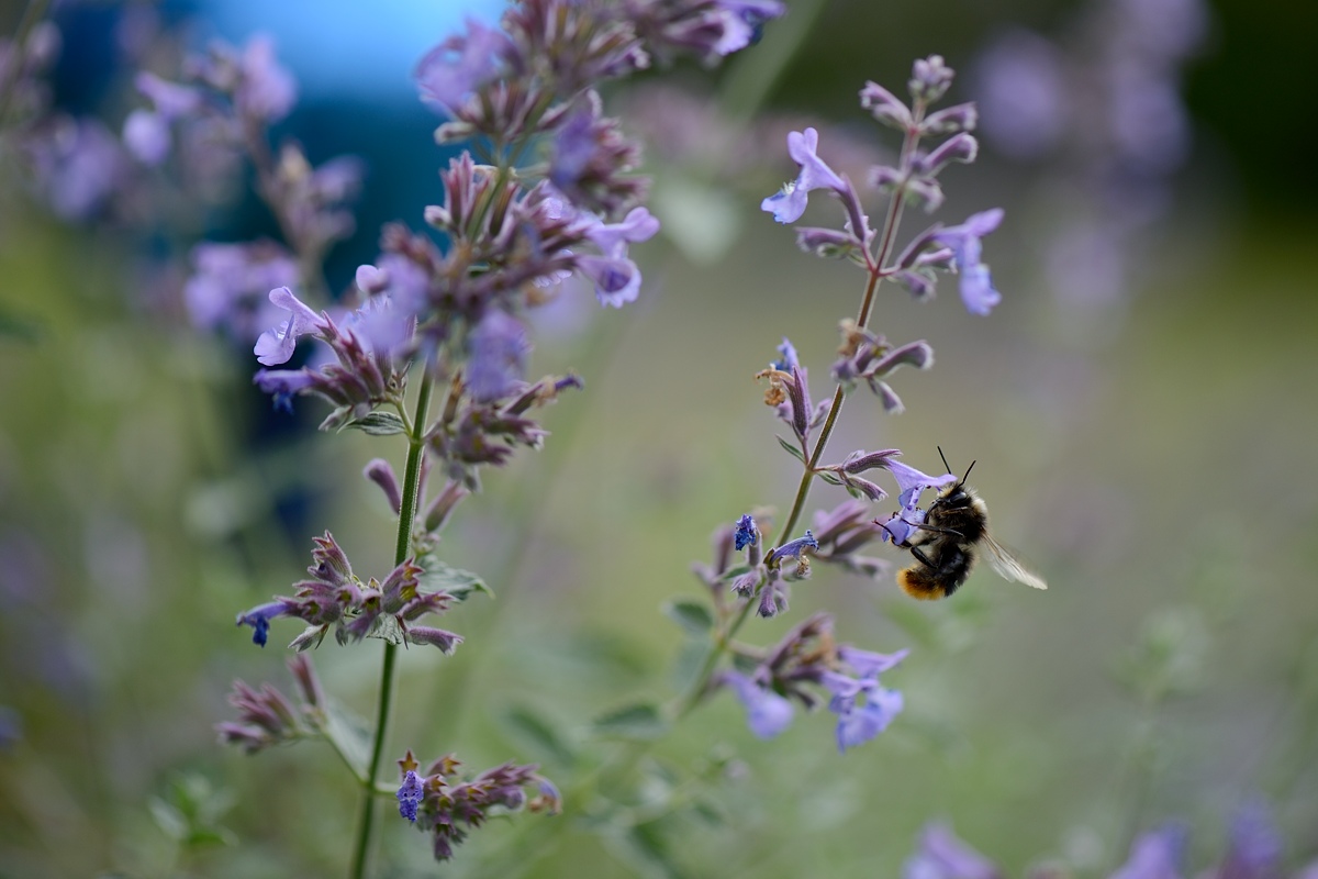 DSC_9395a.jpg