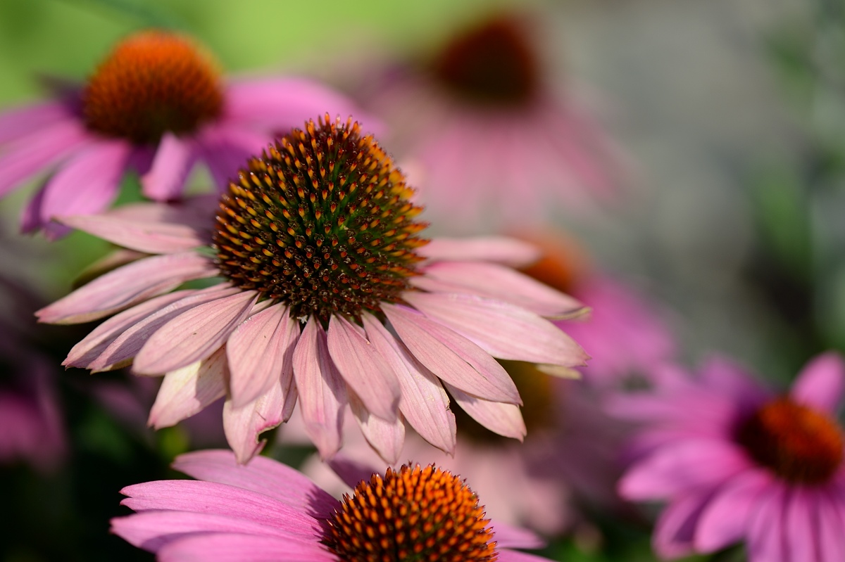 DSC_9424a.jpg