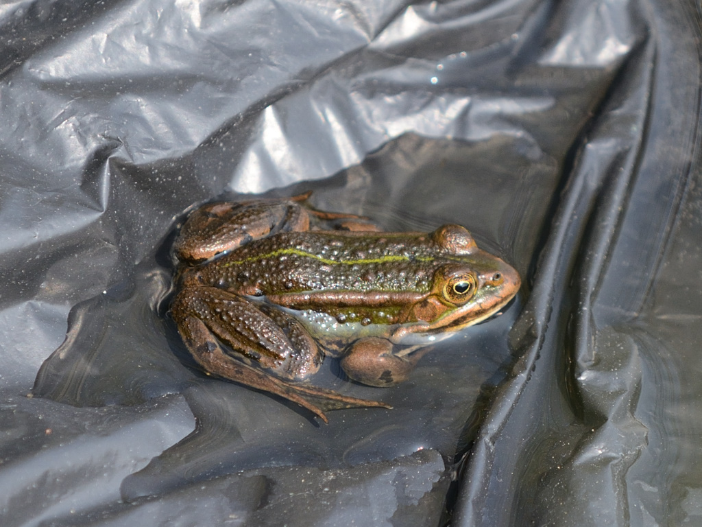 DSC_9431_00002.jpg