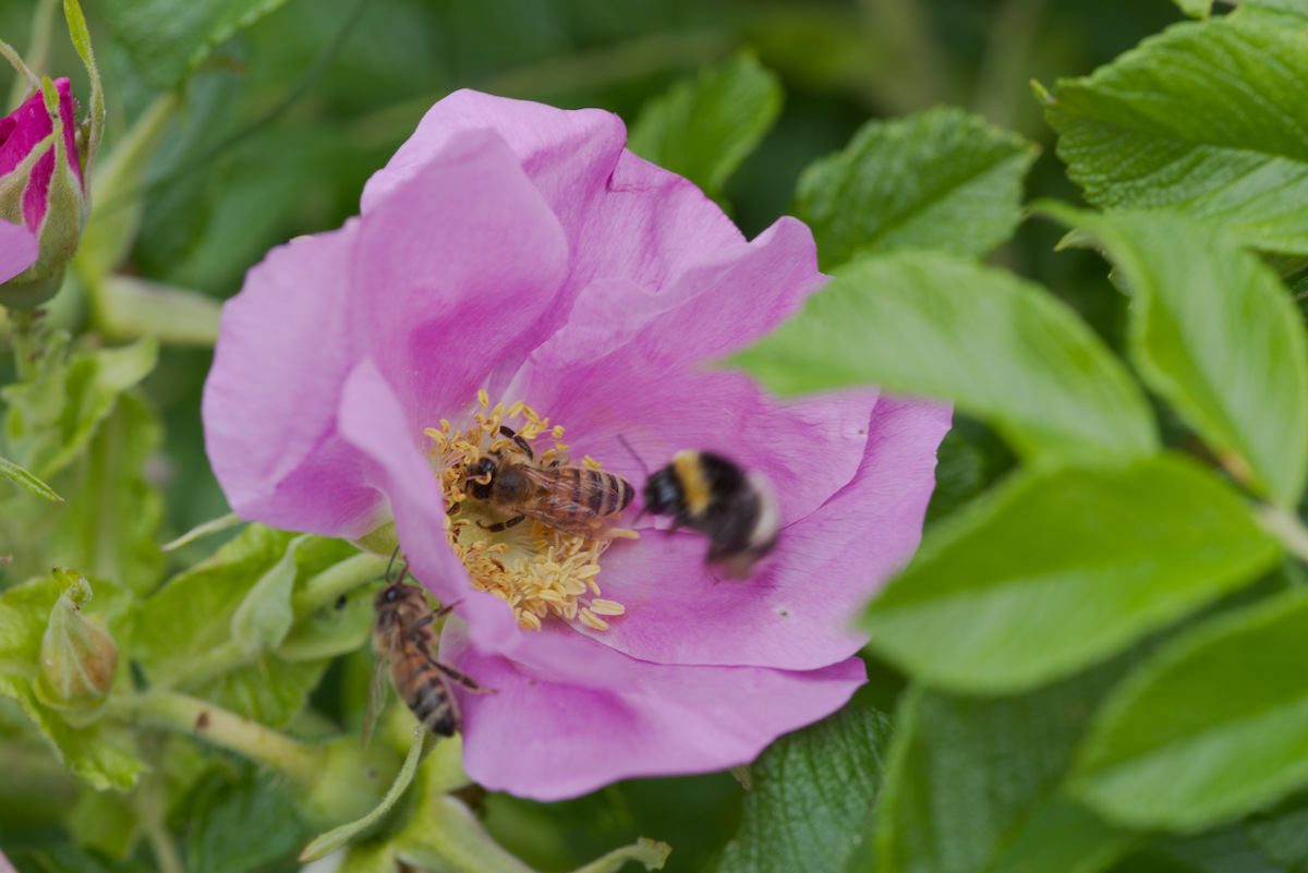 DSC_9451.jpg