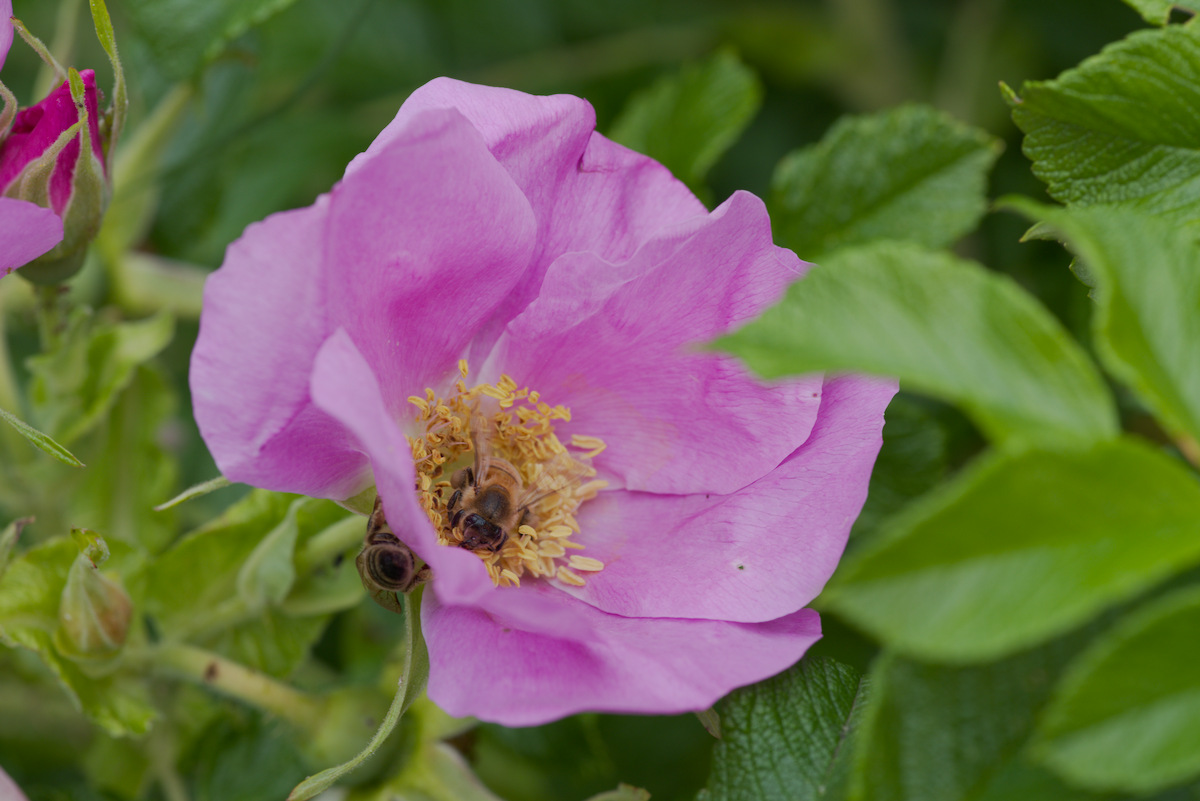DSC_9452.jpg