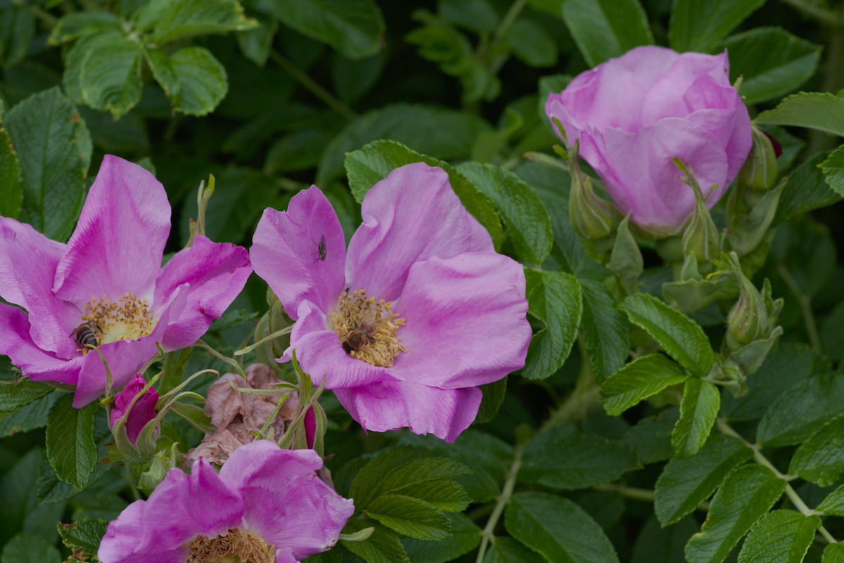 DSC_9472.jpg