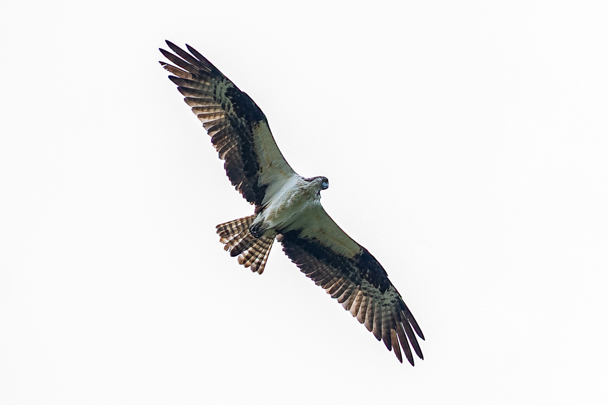 DSC_9524.jpg