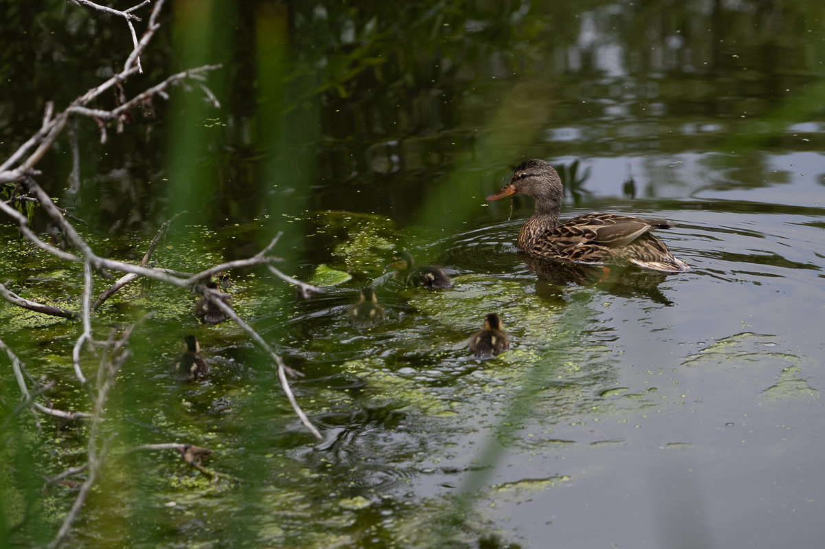 DSC_9543.jpg