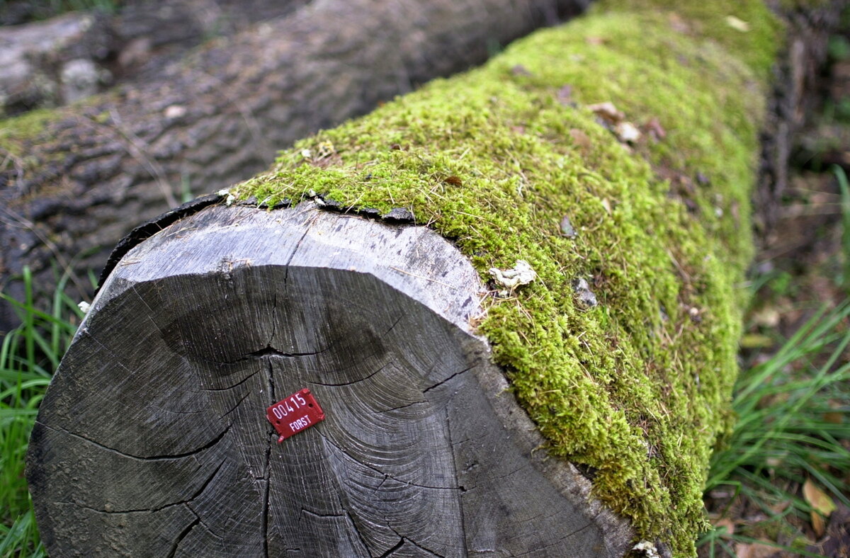DSC_9545-2.JPG